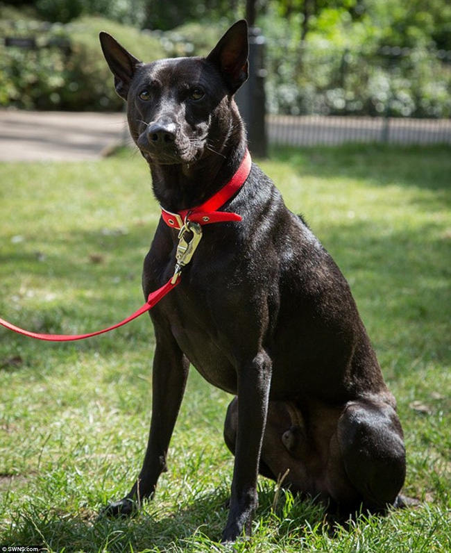 Vietnam owns one of the rarest and most expensive breeds in the world Picture 4