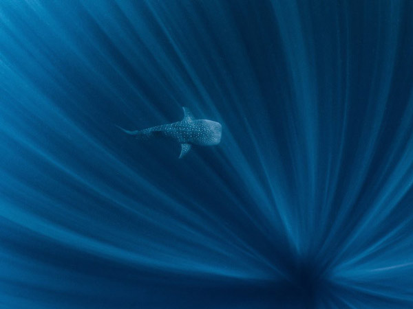 Vietnamese photographer won the first prize at one of the largest nature photography contests in the world Picture 17