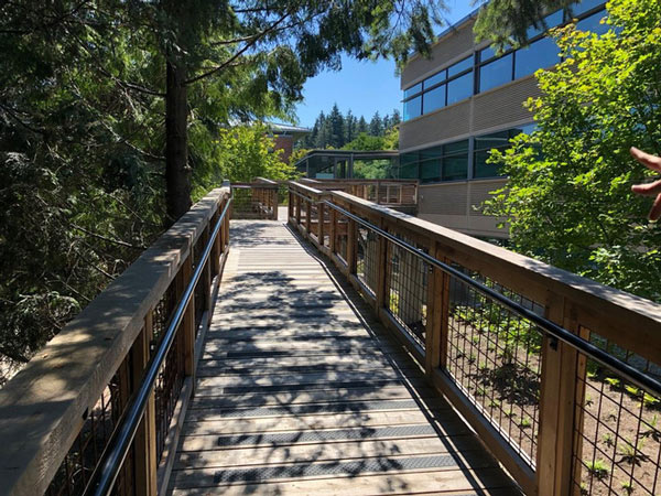 Visit the tree office that Microsoft makes employees, chatting, working or sunbathing Picture 11