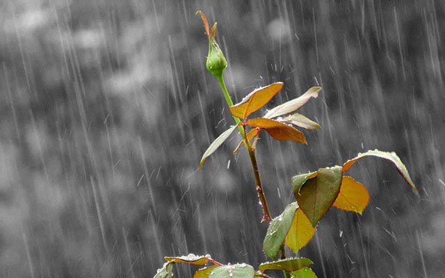 Wallpaper for lonely people Picture 38