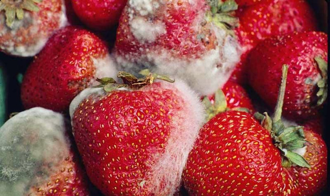 Want to prevent liver cancer, just do 3 things well Picture 2