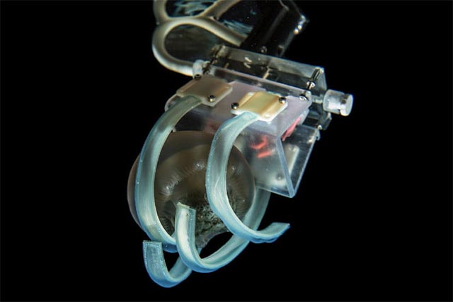 Watch the ingenious robot hand catch a jellyfish without injuring it Picture 1