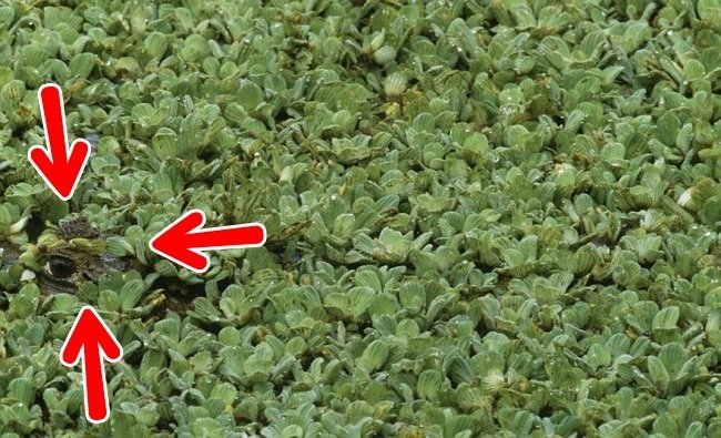 We bet 99% you can't find all the animals 'hiding' in the collection below! Picture 14