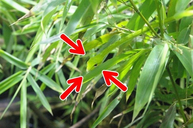 We bet 99% you can't find all the animals 'hiding' in the collection below! Picture 15