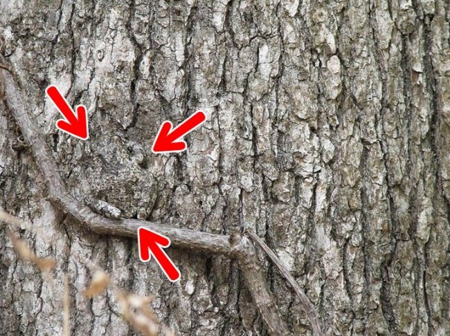 We bet 99% you can't find all the animals 'hiding' in the collection below! Picture 17