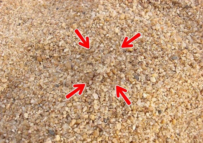 We bet 99% you can't find all the animals 'hiding' in the collection below! Picture 18