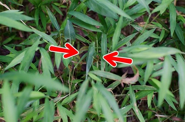 We bet 99% you can't find all the animals 'hiding' in the collection below! Picture 20