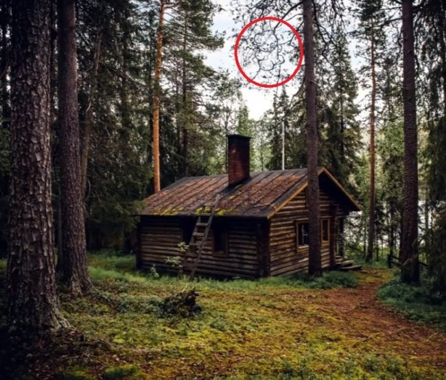 We bet 99% you can't find all the animals 'hiding' in the collection below! Picture 22