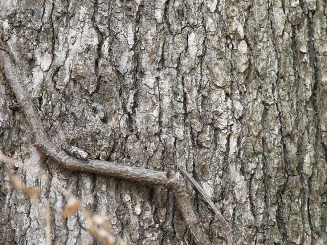 We bet 99% you can't find all the animals 'hiding' in the collection below! Picture 6