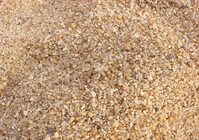 We bet 99% you can't find all the animals 'hiding' in the collection below! Picture 7