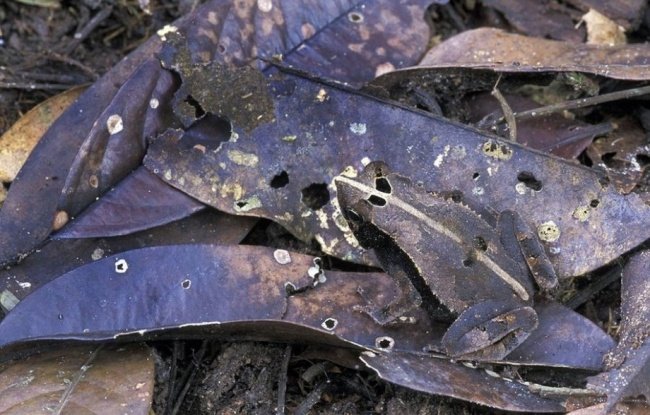 We bet 99% you can't find all the animals 'hiding' in the collection below! Picture 8