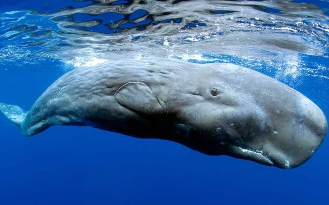 What animal is the biggest crybaby in Earth Picture 1
