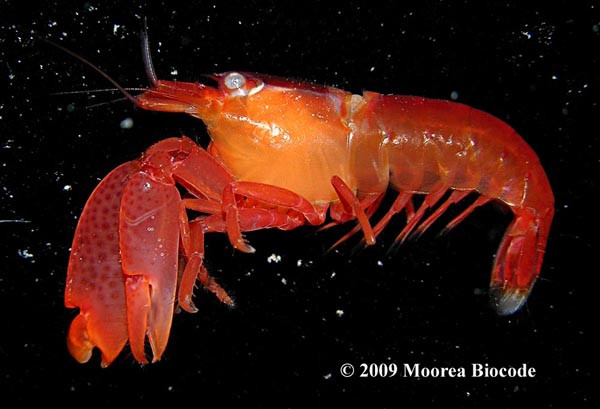 What animal is the biggest crybaby in Earth Picture 2