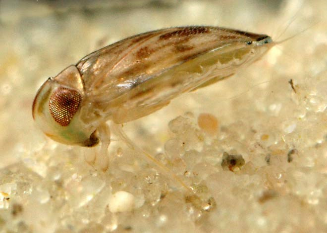 What animal is the biggest crybaby in Earth Picture 3