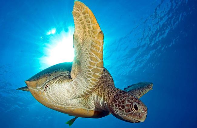 What does the ancient world look like in the eyes of dinosaurs? Picture 3