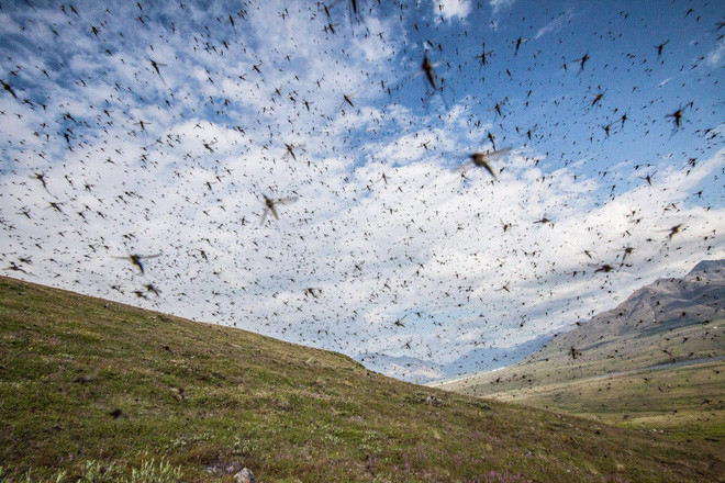 What happens if obnoxious mosquitoes disappear completely on Earth? Picture 2