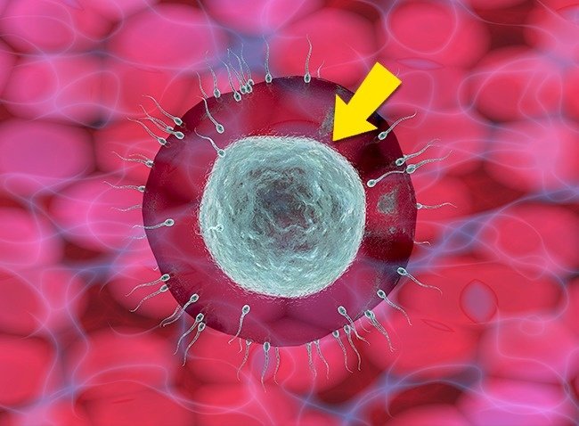 What happens to your body when eating 2 eggs a day? Picture 8