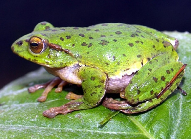 What horrible thing will happen to the Earth if the frogs become extinct? Picture 5