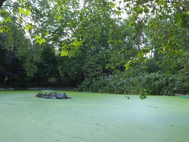 What horrible thing will happen to the Earth if the frogs become extinct? Picture 7