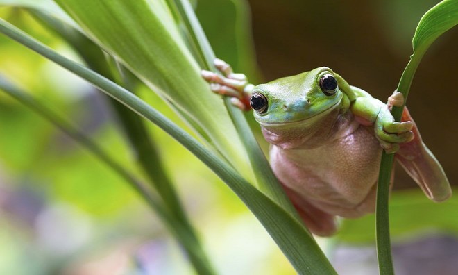 What horrible thing will happen to the Earth if the frogs become extinct? Picture 8