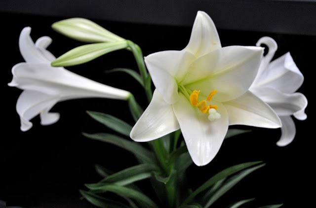 What is Bach Hop? Other meanings of companions Picture 2