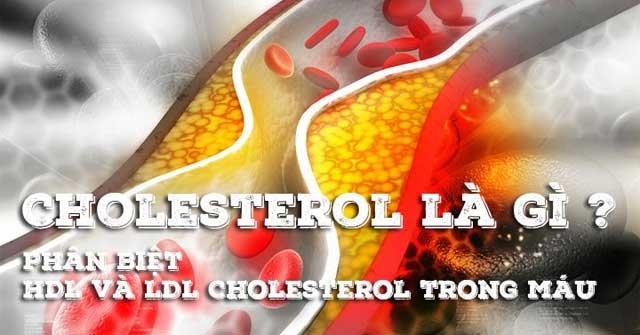 What is cholesterol? Distinguish good cholesterol and bad cholesterol in the body Picture 1