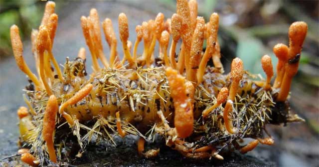 What is cordyceps? Are animals or plants? Picture 1