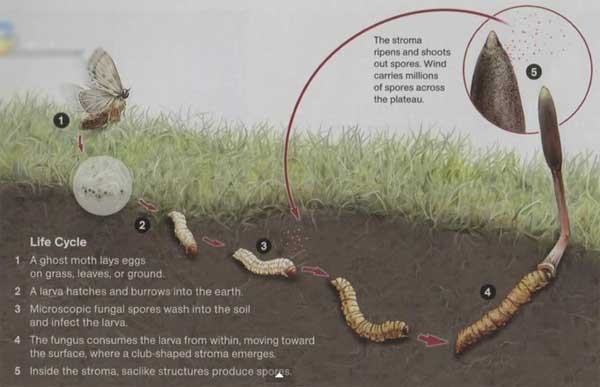 What is cordyceps? Are animals or plants? Picture 2
