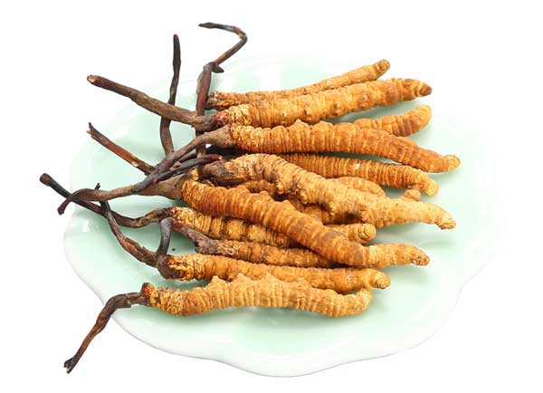 What is cordyceps? Are animals or plants? Picture 3