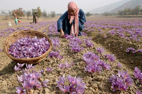 What is saffron? How does saffron work? Picture 2