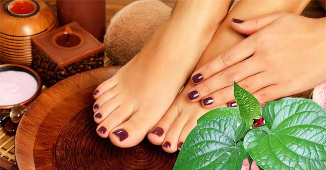 What is the effect of soaking feet with the leaves? The most effective way to soak your feet with the leaves Picture 1