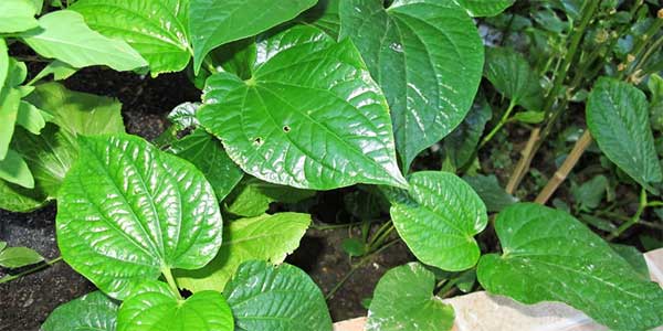 What is the effect of soaking feet with the leaves? The most effective way to soak your feet with the leaves Picture 2