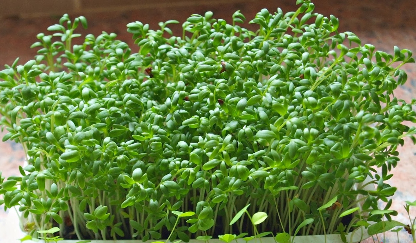 What kind of radish has? What is the use? Picture 1