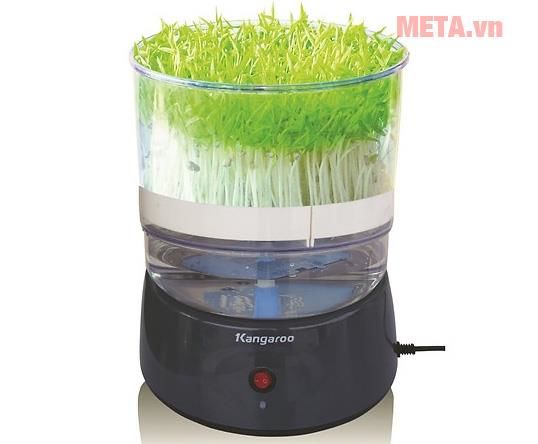 What kind of radish has? What is the use? Picture 5