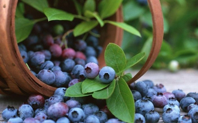 What to eat to increase creativity Picture 5