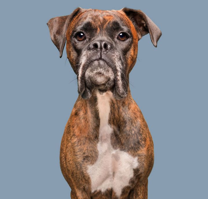 When the dogs act their 'gods' in front of the camera Picture 10