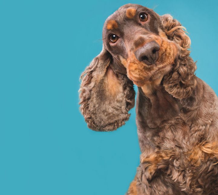 When the dogs act their 'gods' in front of the camera Picture 11