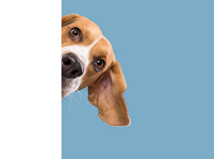 When the dogs act their 'gods' in front of the camera Picture 12