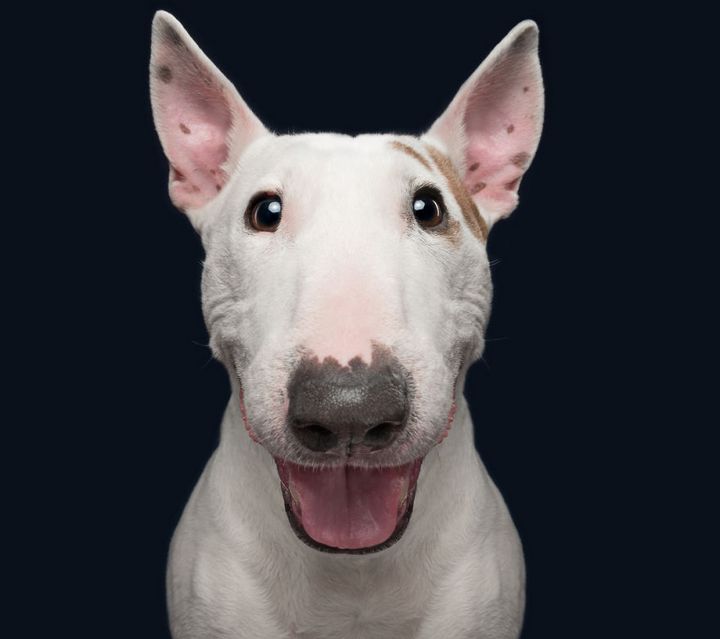 When the dogs act their 'gods' in front of the camera Picture 14