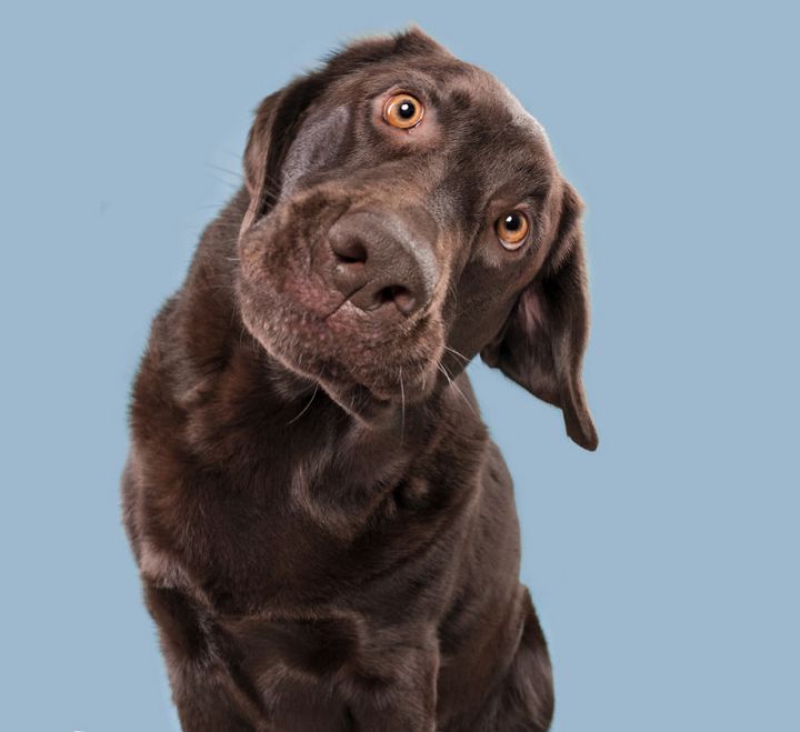 When the dogs act their 'gods' in front of the camera Picture 15