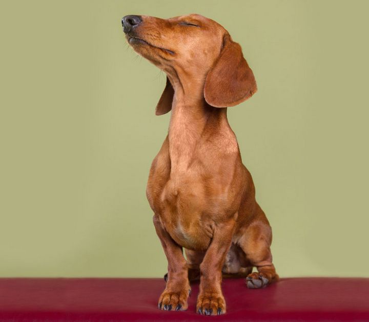 When the dogs act their 'gods' in front of the camera Picture 16