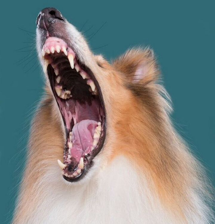 When the dogs act their 'gods' in front of the camera Picture 17