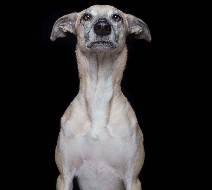 When the dogs act their 'gods' in front of the camera Picture 19