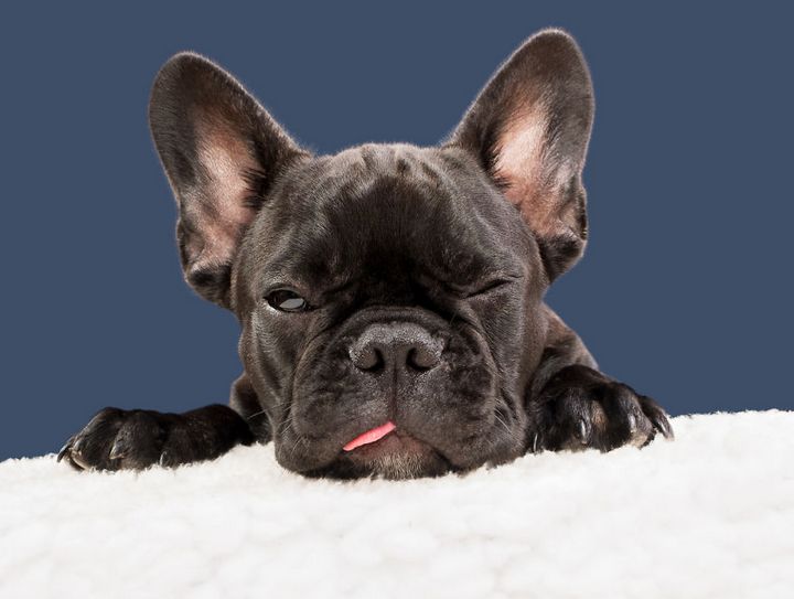 When the dogs act their 'gods' in front of the camera Picture 20