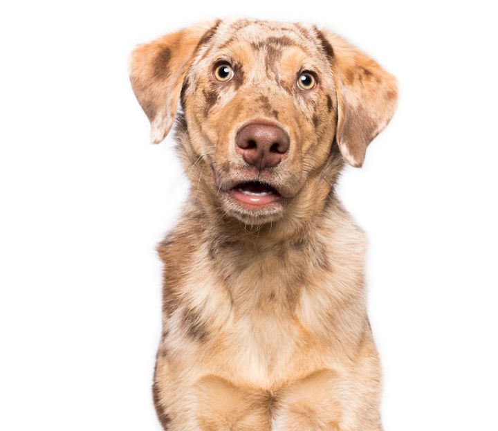 When the dogs act their 'gods' in front of the camera Picture 22