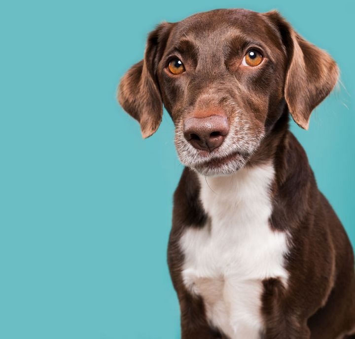 When the dogs act their 'gods' in front of the camera Picture 8