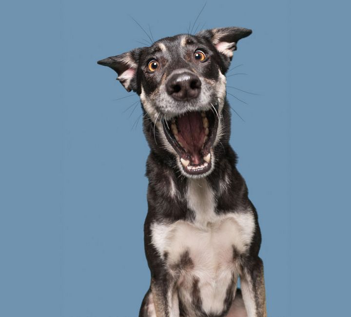 When the dogs act their 'gods' in front of the camera Picture 9