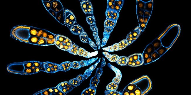 Where did all the origins come from? Picture 4