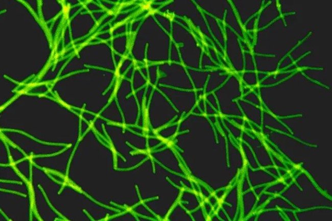 Where does the oxygen on Earth come from? Picture 4