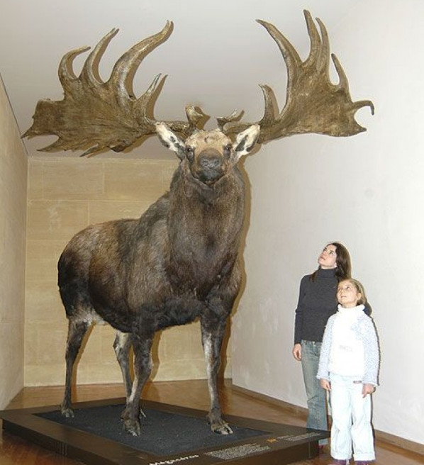 Whether alive or extinct, these giant creatures will make you feel tiny Picture 7